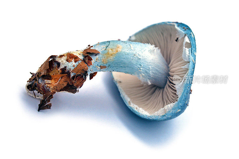 stropharia caerulea蘑菇